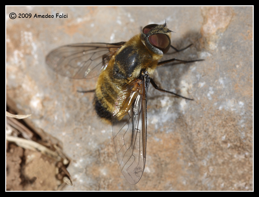 Bombyliidae del genere Villa da ID